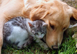 Dog & Cat Spay/Neuter Statewide Programs & Funding