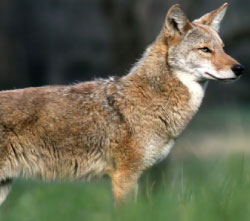 Ban Coyote Killing Contests
