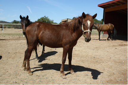 A past legislative win pays off for New Mexico's homeless horses in 2016!