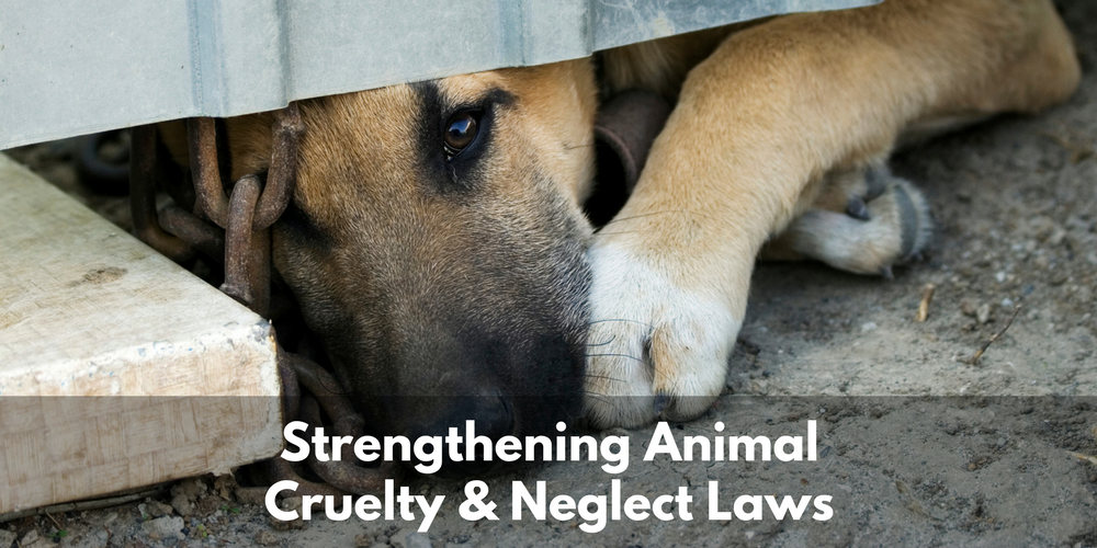 Strengthen Animal Cruelty & Neglect Laws