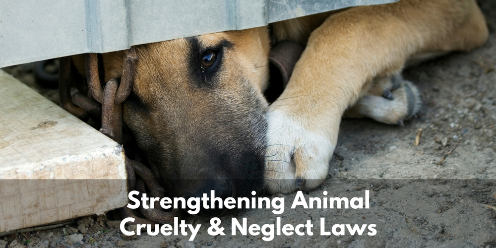 animal cruelty and neglect