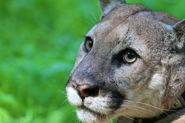 Cougar trapping season has started: What we're doing about it