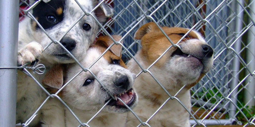 For years, Republican and Democrat policymakers alike have implored the animal protection community to identify and implement a robust funding mechanism — to help people and animals — by making spay/neuter services widespread and affordable. This bipartisan legislation proposes the best solution that was recommended by an independent Senate-requested study.