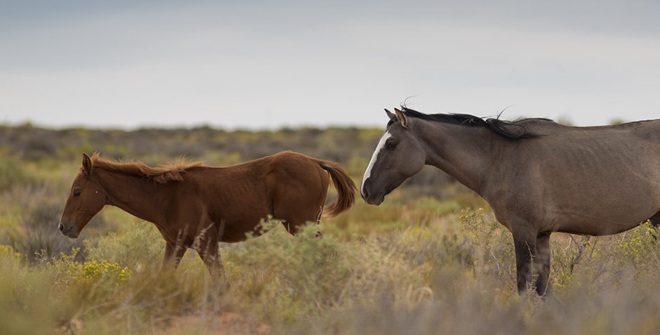 Safety and Dignity for New Mexico Wild Horses Within Reach