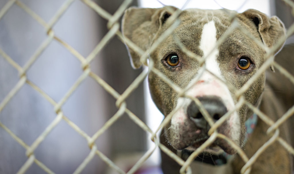 Deadlines Approaching for Animal Protection Bills in New Mexico