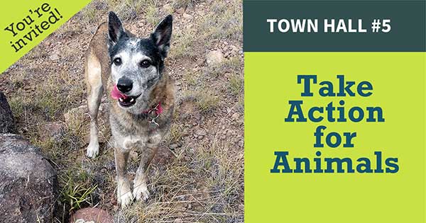 Virtual Town Hall #5 - Take Action for Animals – February 25, 2021 – 4:00-5:00 PM