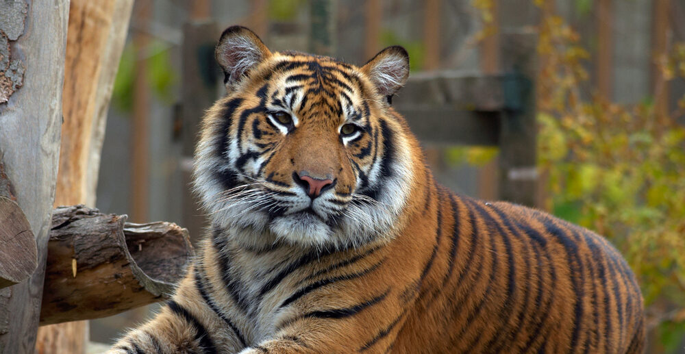 Good News for Zoo Wildlife—And Lots More to Do for Animals
