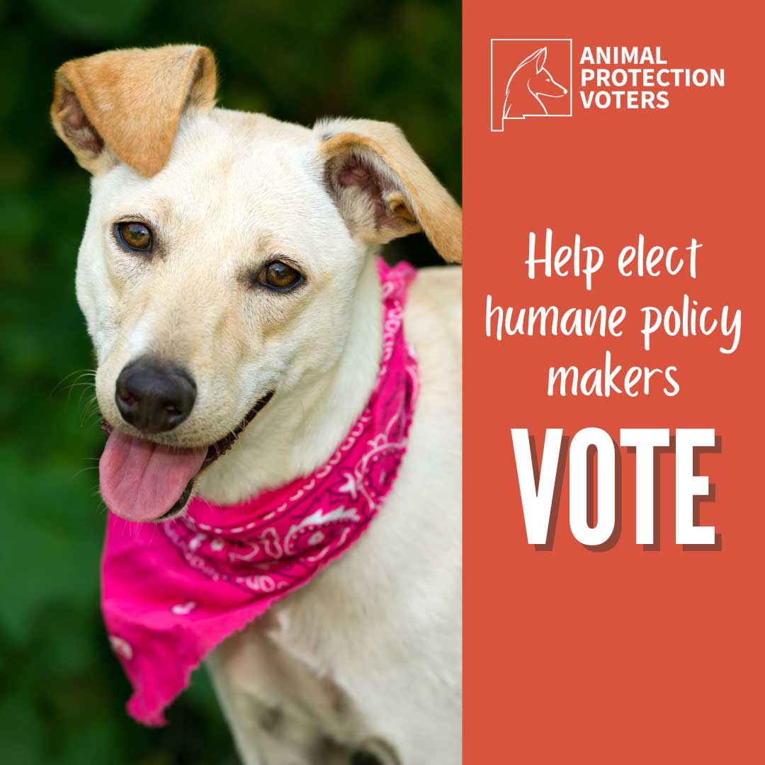 Vote for animals