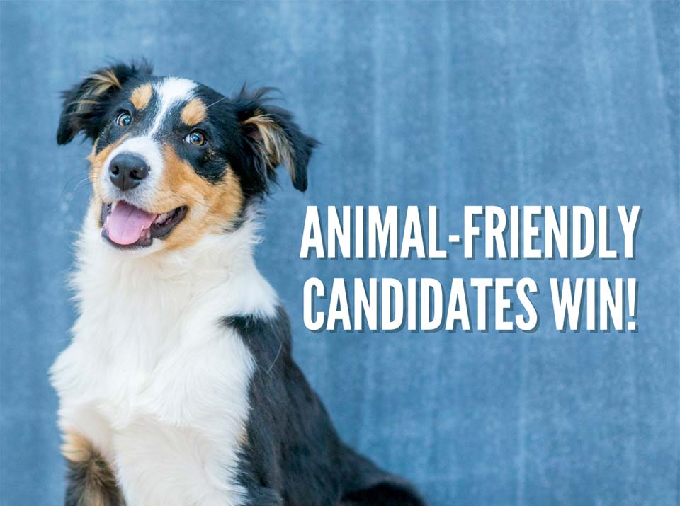 Because of your vote, the 2022 General Election was a huge win for New Mexico’s animals!