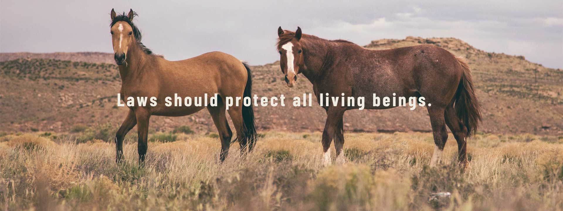 Laws should protect all living beings.