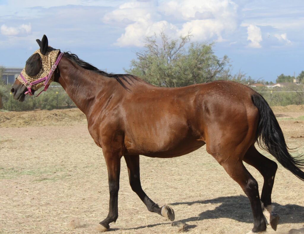 Why Horses, Donkeys, and Mules Need Your Help Right Now