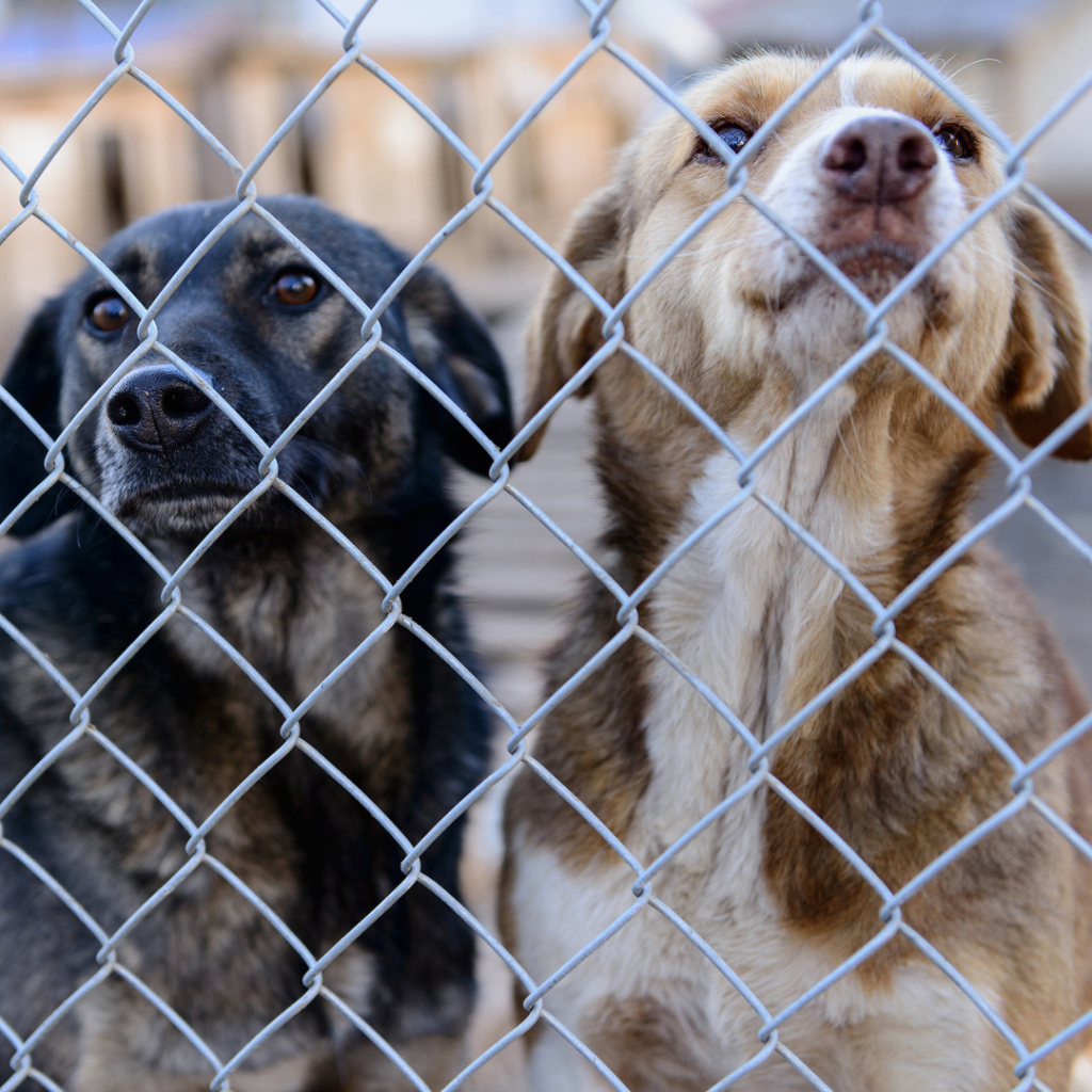 We Are Going to Court to Defend Affordable Spay/Neuter in New Mexico