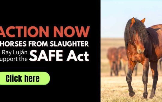 Horses, mules, and donkeys need your voice right now.