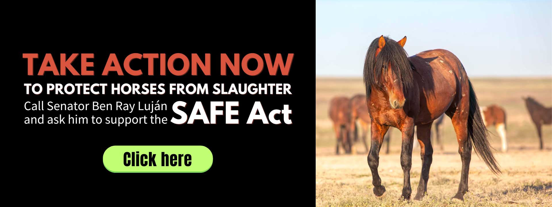 Horses, mules, and donkeys need your voice right now.