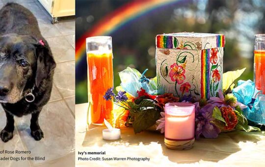 Animal Protection Voters and Advocates Honor Service Dog Ivy at Memorial