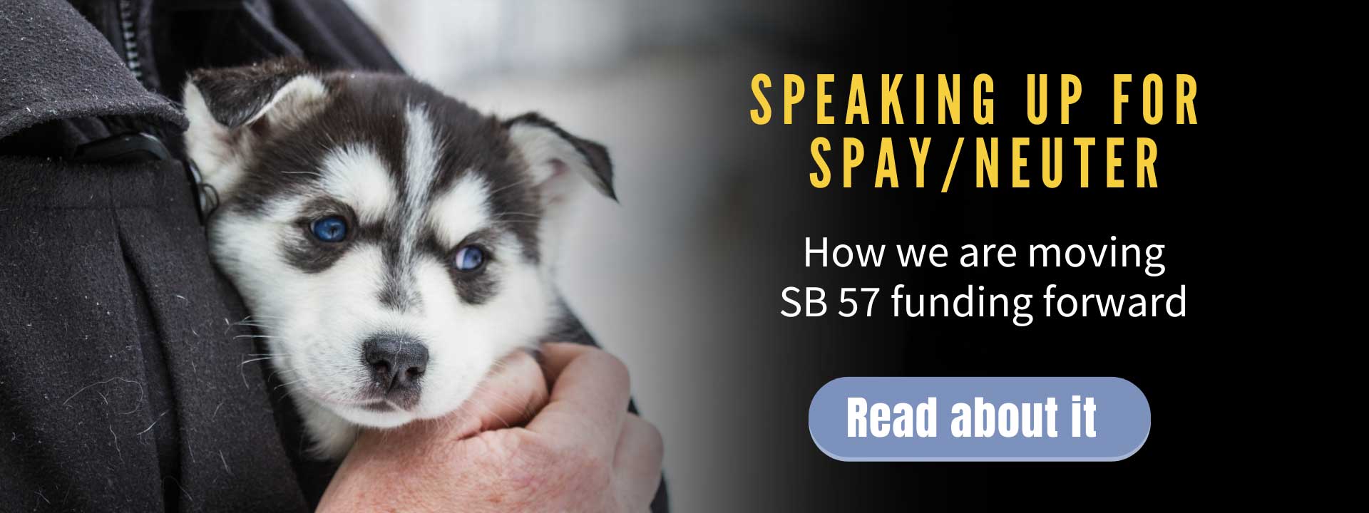 Speaking Up for Spay/Neuter: APNM and APV Successfully Advocate to Move SB 57 Funding Forward