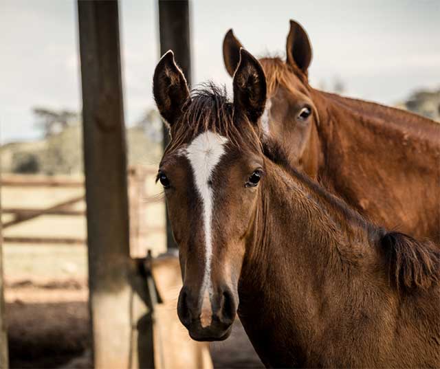 Equine Welfare Trust Fund