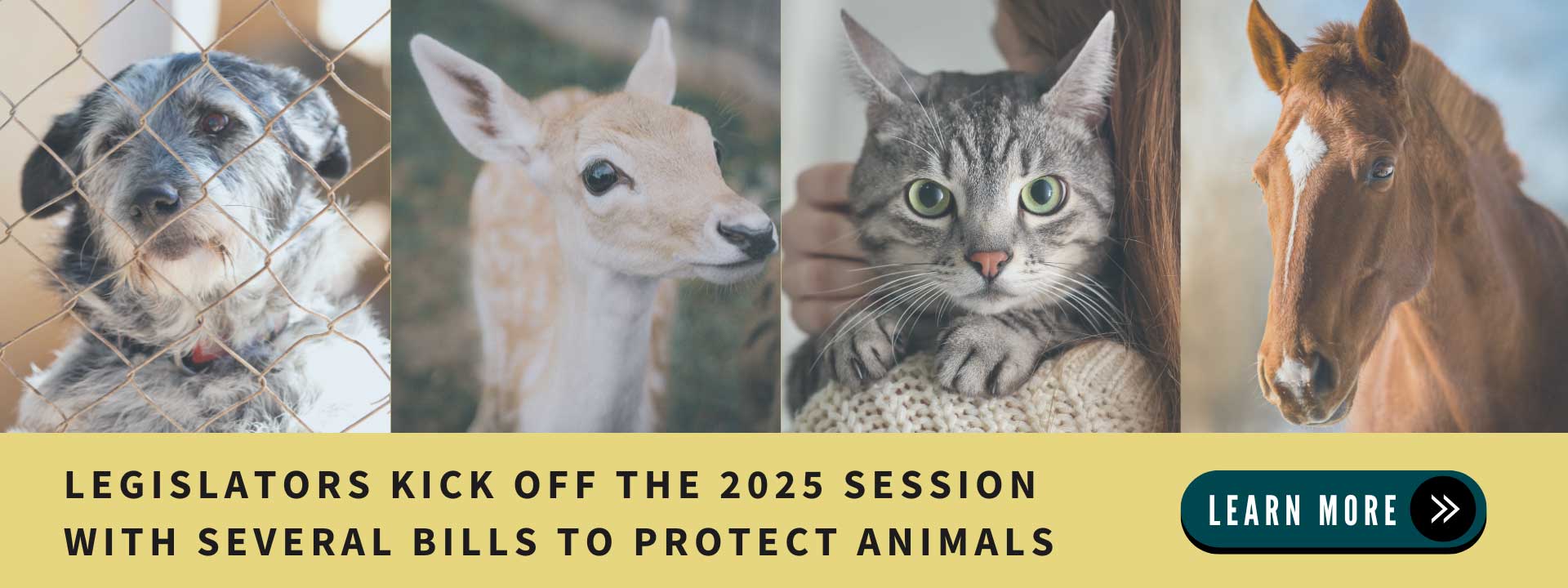 LEGISLATORS KICK OFF THE 2025 SESSION WITH SEVERAL BILLS TO PROTECT ANIMALS