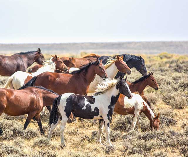 Promoting the Humane Management of Free-Roaming Horses