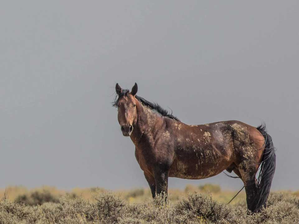Governor’s Pocket Veto Thwarts New Mexico’s Chance to Protect Free-Roaming Horses, Communities, and Ecosystems