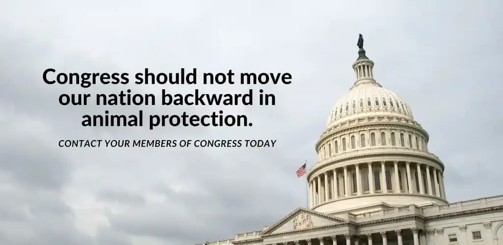 Prior Bipartisan Funding to Prevent Cruelty Is At Risk in the Current Federal Budget