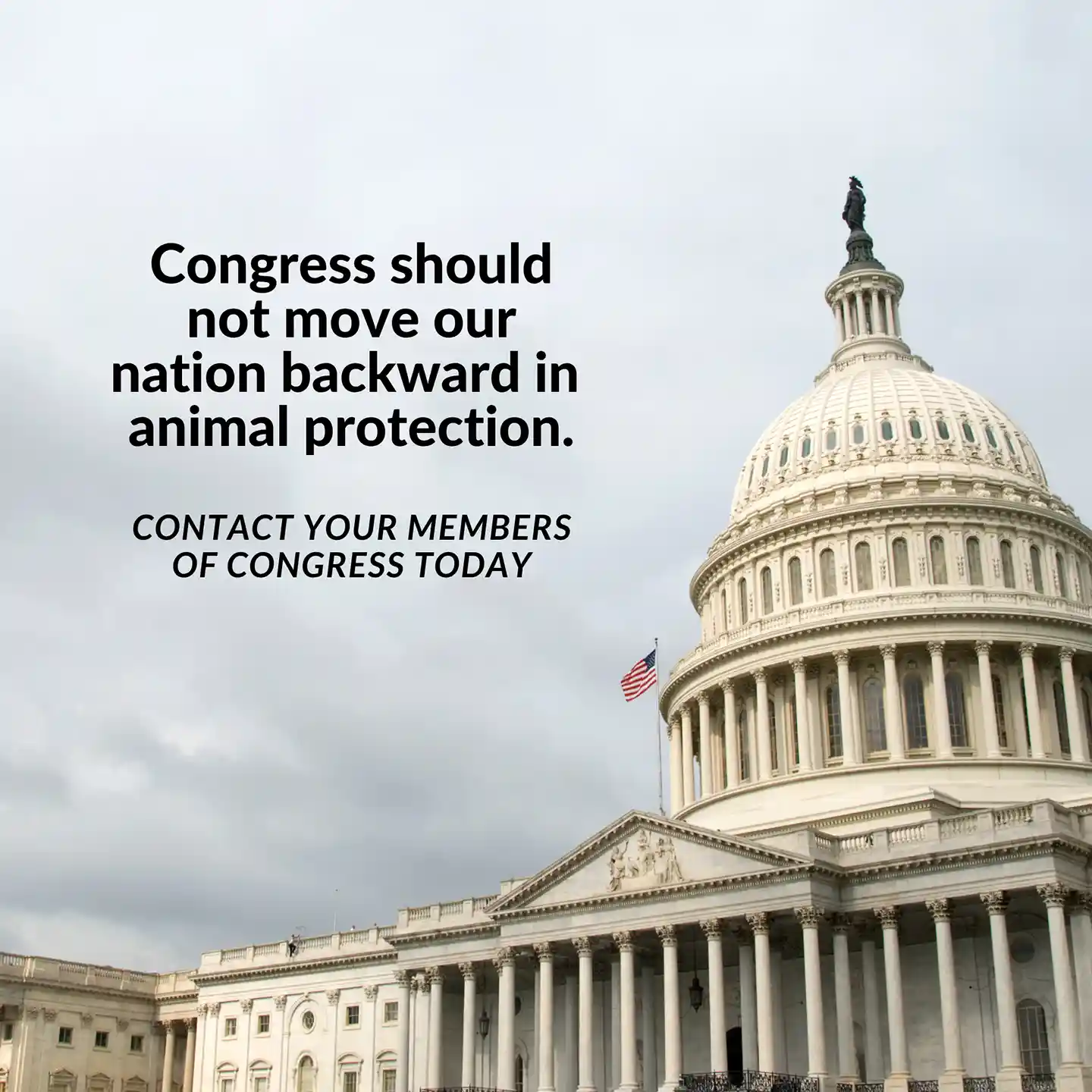 Congress should not move our nation backward in animal protection. CONTACT YOUR MEMBERS OF CONGRESS TODAY Congress should not move our nation backward in animal protection. CONTACT YOUR MEMBERS OF CONGRESS TODAY