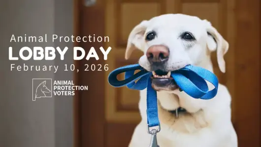 Animal Protection Lobby Day 2026