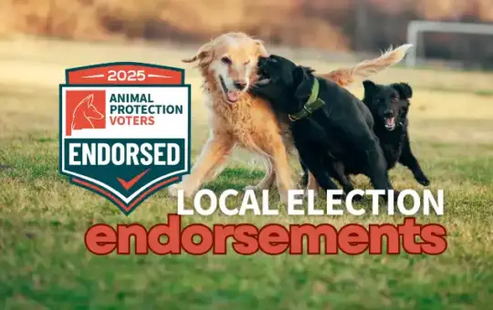 APV Announces 2025 New Mexico Local Election Endorsements