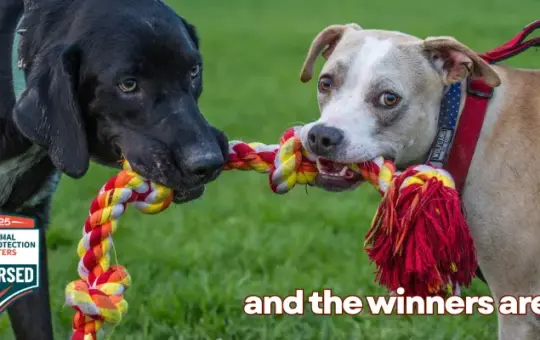 Humane Candidates Win at Polls in New Mexico Local Elections