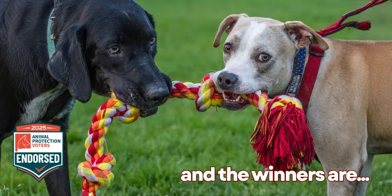 Humane Candidates Win at Polls in New Mexico Local Elections