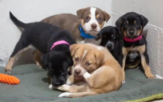 Press Release - New State Funding Reaches Animal Shelters & Spay-Neuter Providers