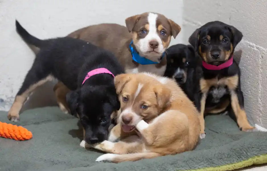 Press Release - New State Funding Reaches Animal Shelters & Spay-Neuter Providers