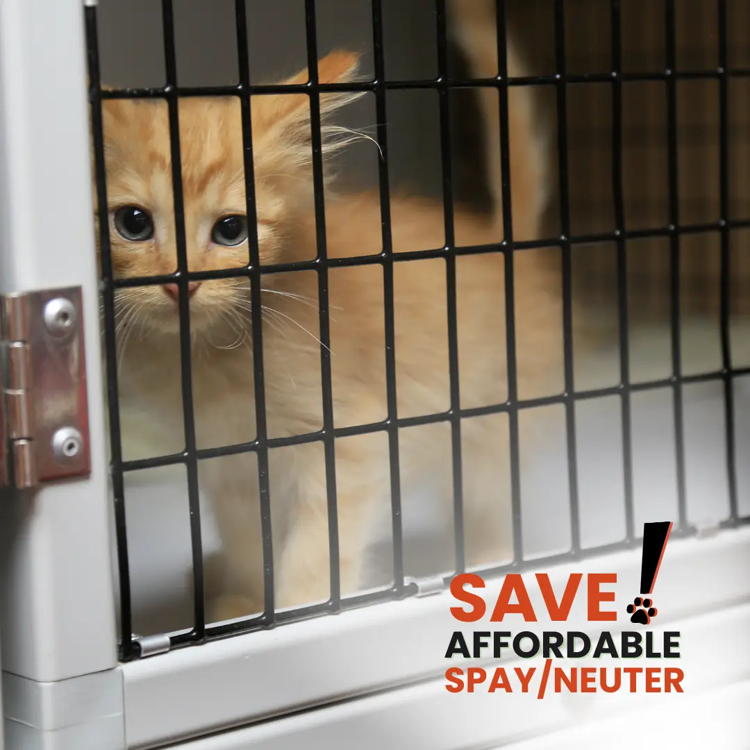 Save Spay Neuter Save Spay Neuter