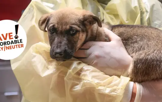 Saving the Law to Save Their Lives