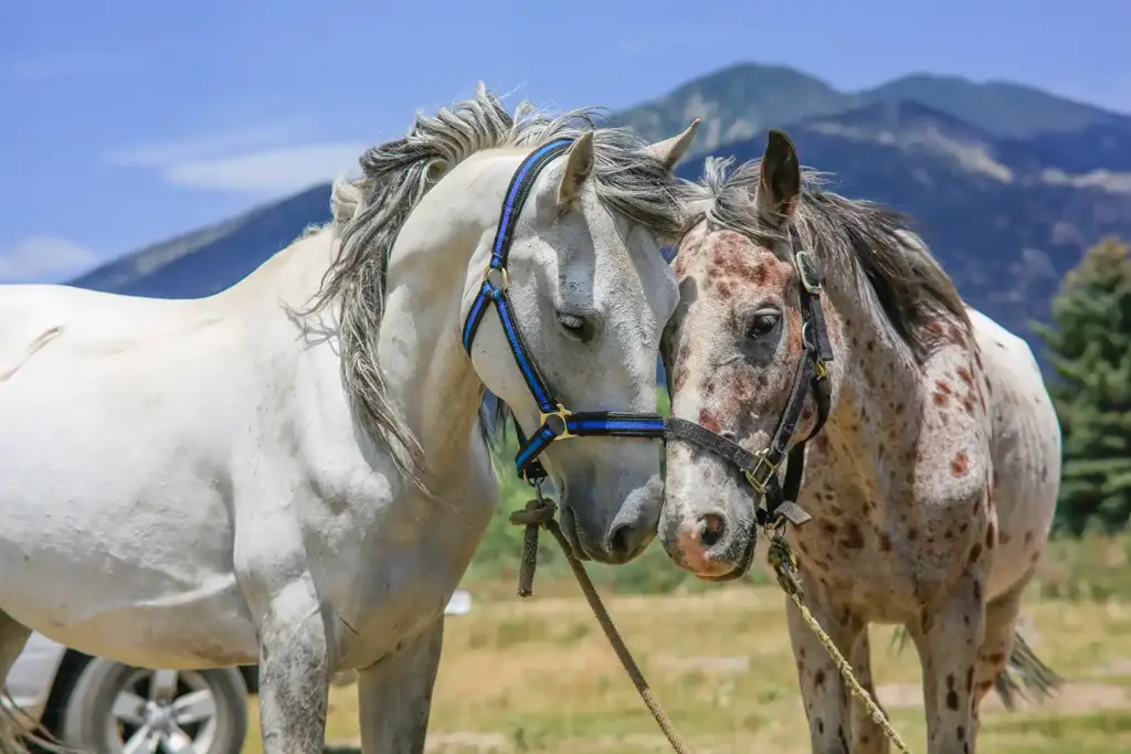 Support Creating an Equine Welfare Trust Fund