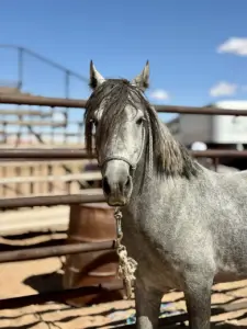 Support Creating an Equine Welfare Trust Fund