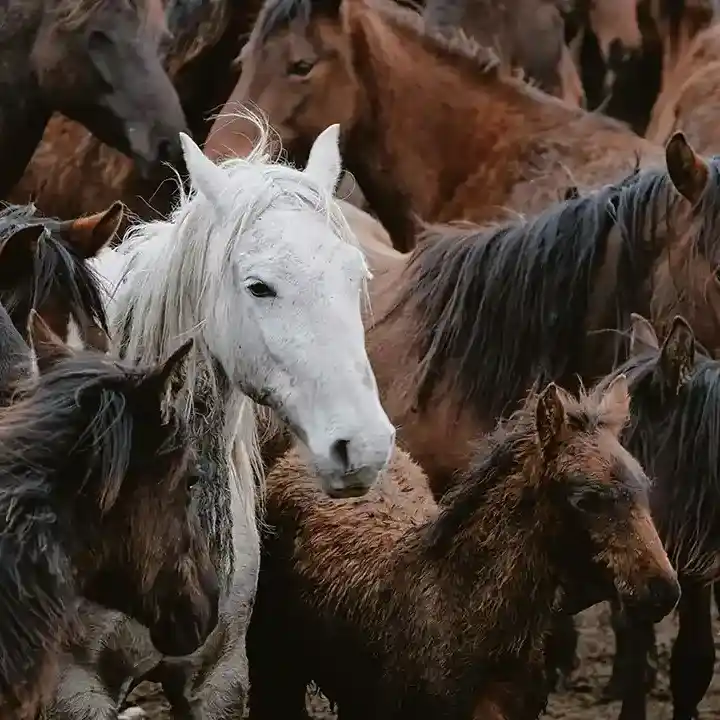 HB 300 Care & Management of Horses