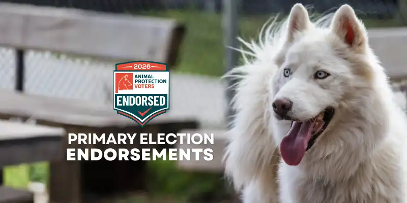 APV Endorses Animal Friendly Candidates in June 2026 Primary Election