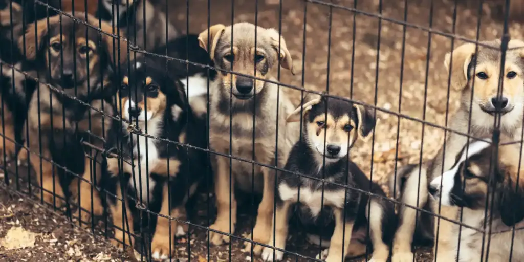 Update on the Courtroom Battle to Protect Affordable Spay Neuter