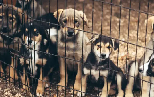Update on the Courtroom Battle to Protect Affordable Spay Neuter