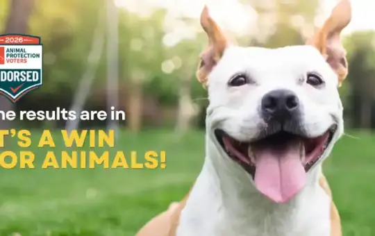 Animal-Friendly Candidates Win in the 2026 Primary Election