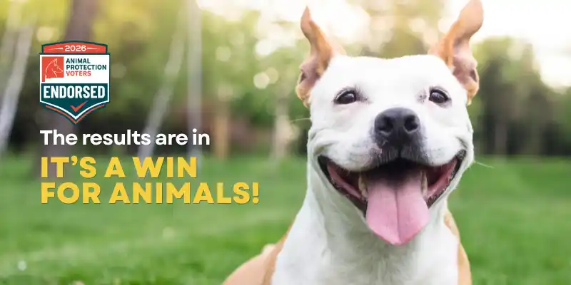 Animal-Friendly Candidates Win in the 2026 Primary Election