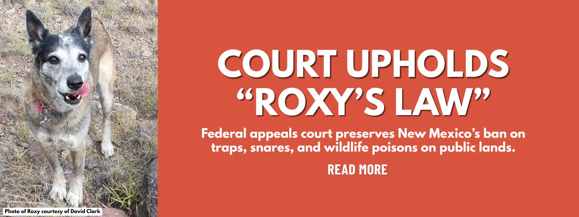 Court Upholds Roxy's Law