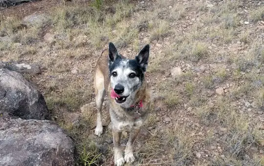 Press Release: Federal Appeals Court Upholds Dismissal of Lawsuit Challenging New Mexico’s Ban on Trapping on Public Lands
