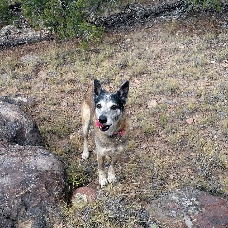 Press Release: Federal Appeals Court Upholds Dismissal of Lawsuit Challenging New Mexico’s Ban on Trapping on Public Lands