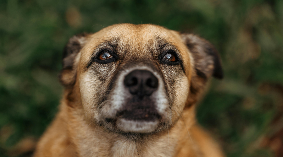 Update on the Lawsuit Against New Mexico’s Affordable Spay/Neuter Law
