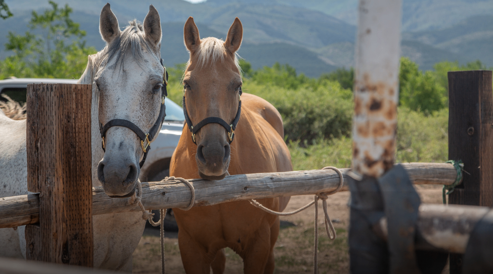 Good News for Animals in the Farm Bill Fight: Thank Senator Luján!